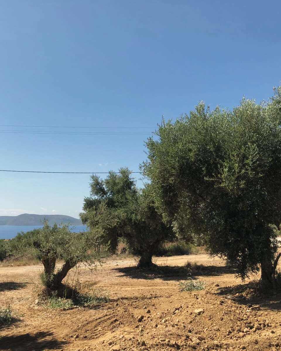 Olijfbomen van de familie bij Methoni, met de zee op de achtergrond